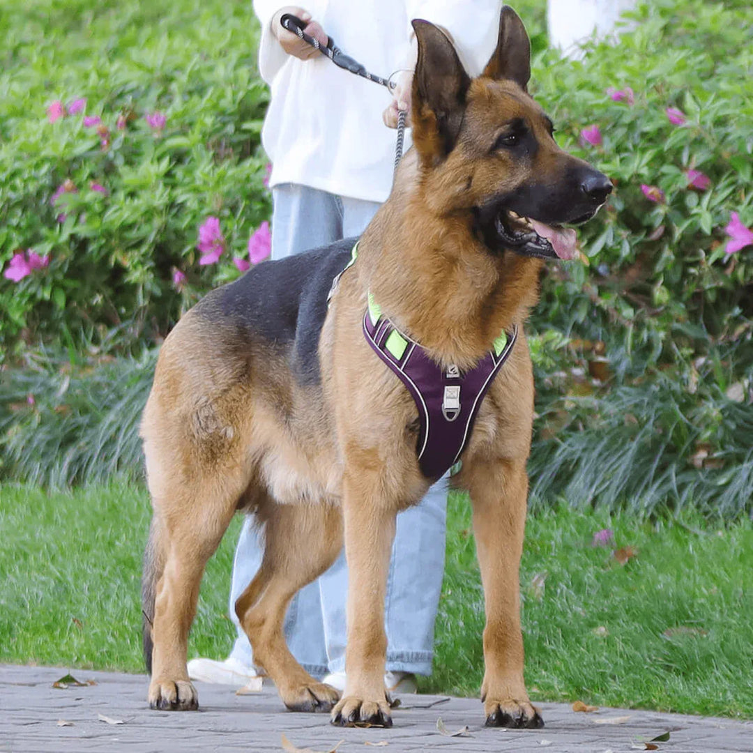 Atmungsaktives Anti-Zieh Hundegeschirr in Mauve, mit Komfortpolsterung für hohen Tragekomfort und lange Touren.