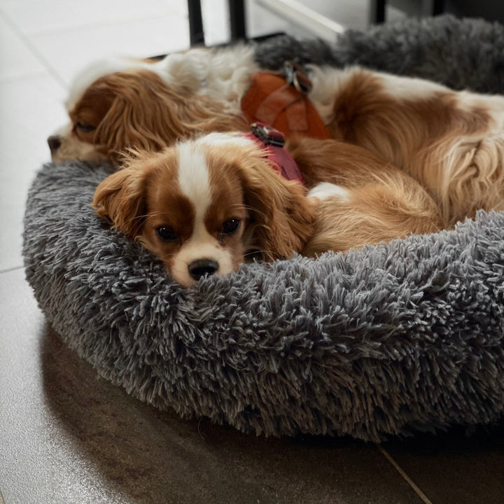 Gesundheitsförderndes Hundebett Wolke 7. Waschbares, orthopädisches Kuschelbett für Gelenke & Ruhe.