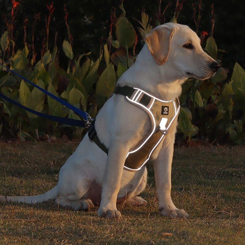 Robustes Anti-Zieh Hundegeschirr, gepolstert, mit zwei Leinenbefestigungen für optimale Führung und Kontrolle.