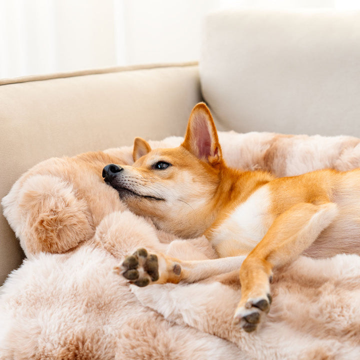 Hochwertiges Tiermöbel: Waschbares Sofabett für Hunde, weich und strapazierfähig.