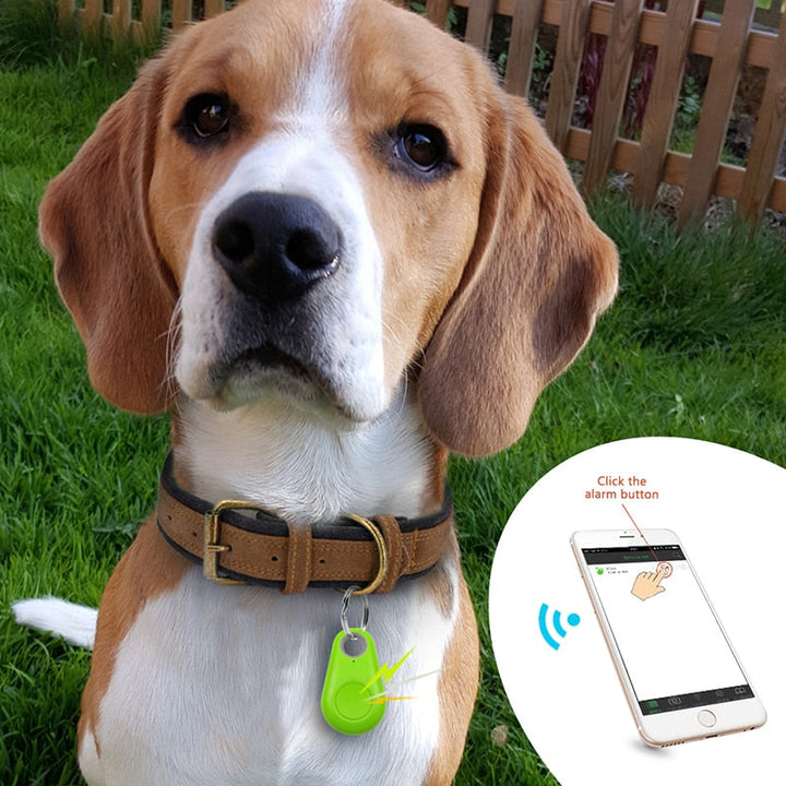 Hund mit Haustier GPS Tracker am Halsband; sichere Tierortung & Haustiersicherheit.