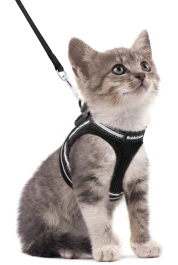Katzenzubehör: Ausbruchsicheres Geschirr mit Leine, ideal für sichere Outdoor-Erkundungen.