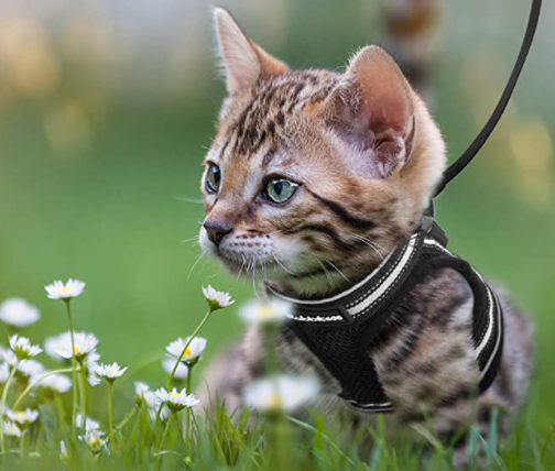 Komfortables, reflektierendes Katzengeschirr & Leine, ausbruchsicher für Spaziergänge im Freien.